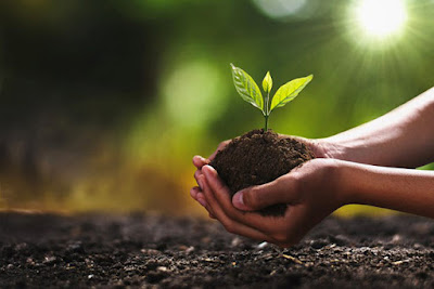 Organic fertilizers are carbon-containing fertilizers that are produced naturally (C).