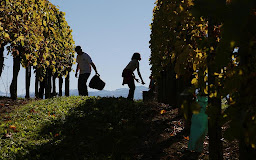 Le 45ème parallèle est la latitude idéale des grands vins du monde