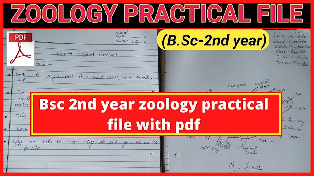 Bsc 2nd year zoology practical file pdf