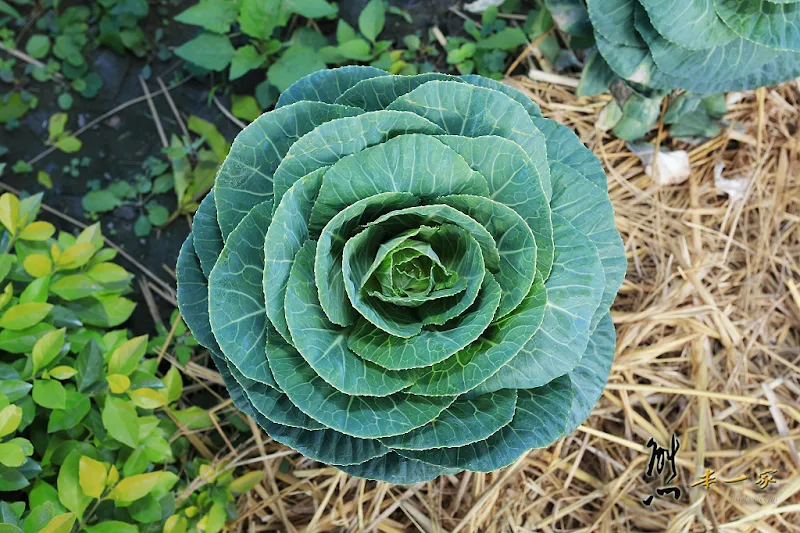 壽豐風華再現館花季｜黃色小鴨