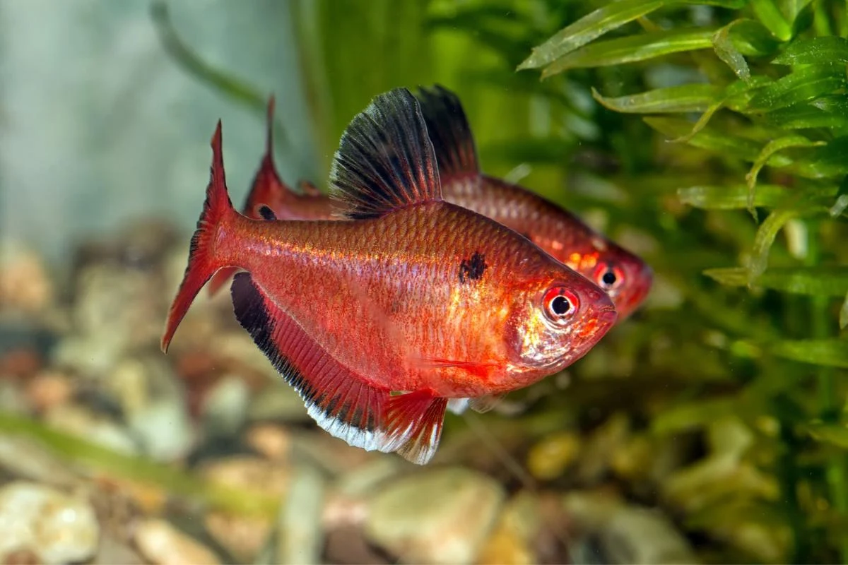 Ikan Hias Tetra Serpae (Hyphessobrycon eques) - Ikanhiasku.net