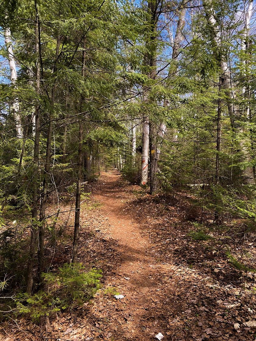 footpath through dense pine forest