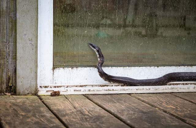 Cara Mudah Agar Rumah Tidak Dimasuki Ular