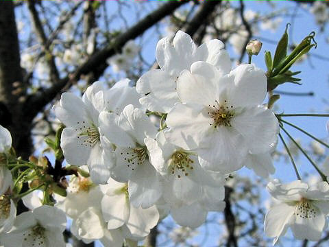 Вишня ямасакура / Вишня мелкопильчатая форма спонтанная (Prunus jamasakura, =Prunus serrulata f. spontanea)