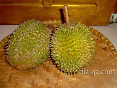 pilihan bentuk fisik dan warna buah