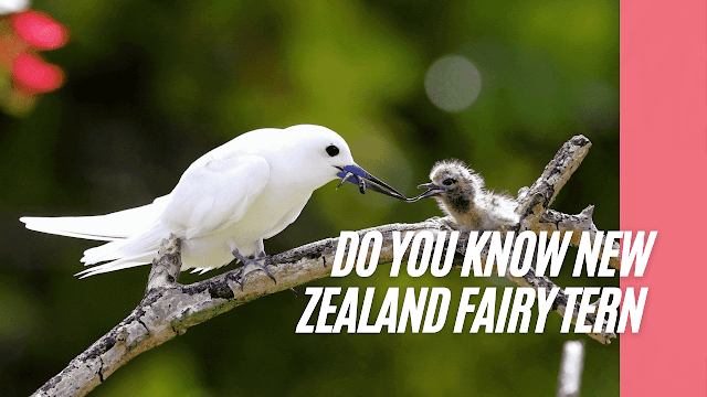 do you know new zealand fairy tern