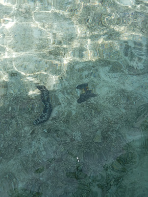 Sea Cucumbers on the sea bed of Kalpeni Island.