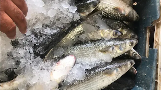 سعر سمك البوري في سوق العبور اليوم