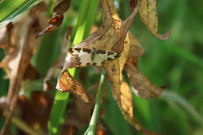 Gerande Spanner - Rânespanner - Lomaspilis marginata