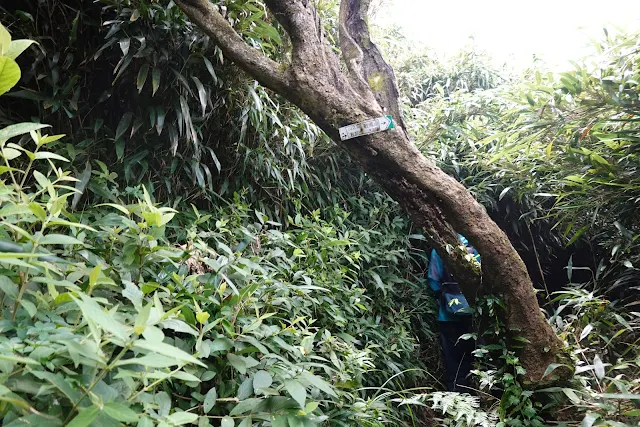 小觀音山西陵岔