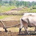 अब जमीन की खोट/बटाई के अनुबंध की कॉपी तहसीलदार के पास जमा करावाना होगी किसान को