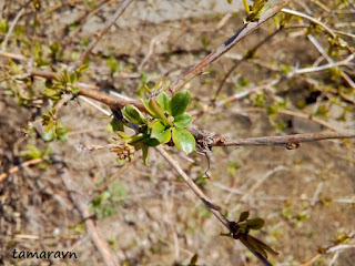 Принсепия китайская / Плоскосемянник китайский (Prinsepia sinensis, =Plagiospermum sinense)