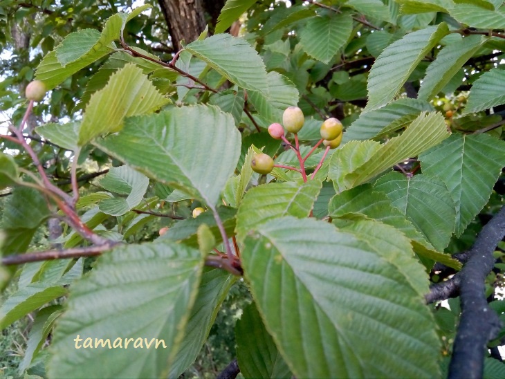 Мелкоплодник ольхолистный (Micromeles alnifolia)