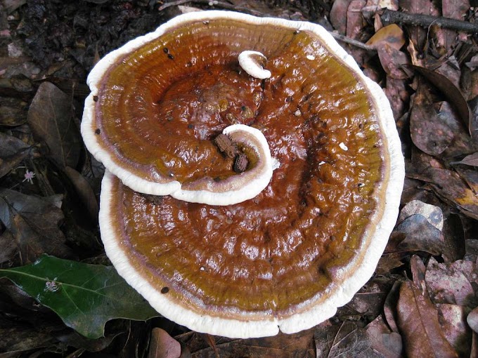 Ganoderma Mushroom Products in Pretoria | MycoNutra® Ganoderma | MycoNutra® reishi mushroom products   