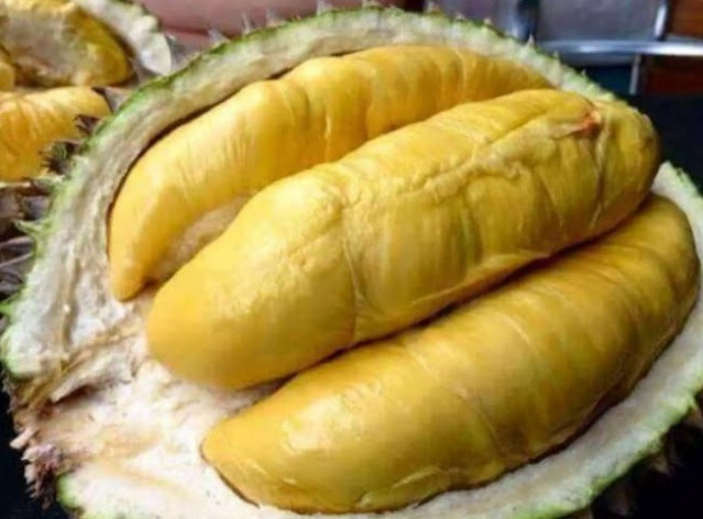 cara menanam durian montong