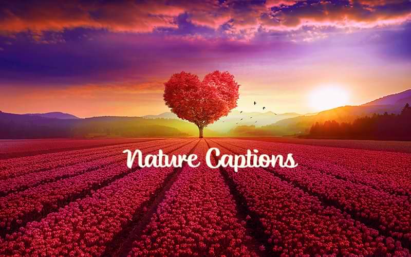 50+ Best Nature Captions for Instagram