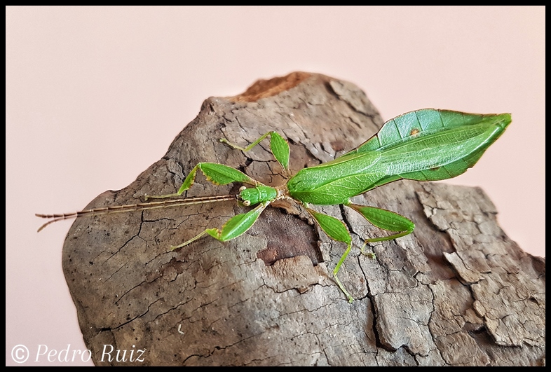 Macho adulto de Phyllium letiranti "Tataba", 6 cm de longitud