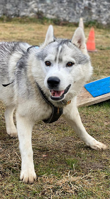 educateur canin annecy thones faverges ugine albertville 74 73