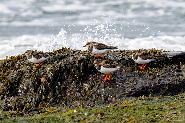 Turnstone