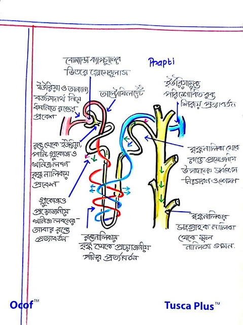 SSC Biology Chapter 8 Hand Note