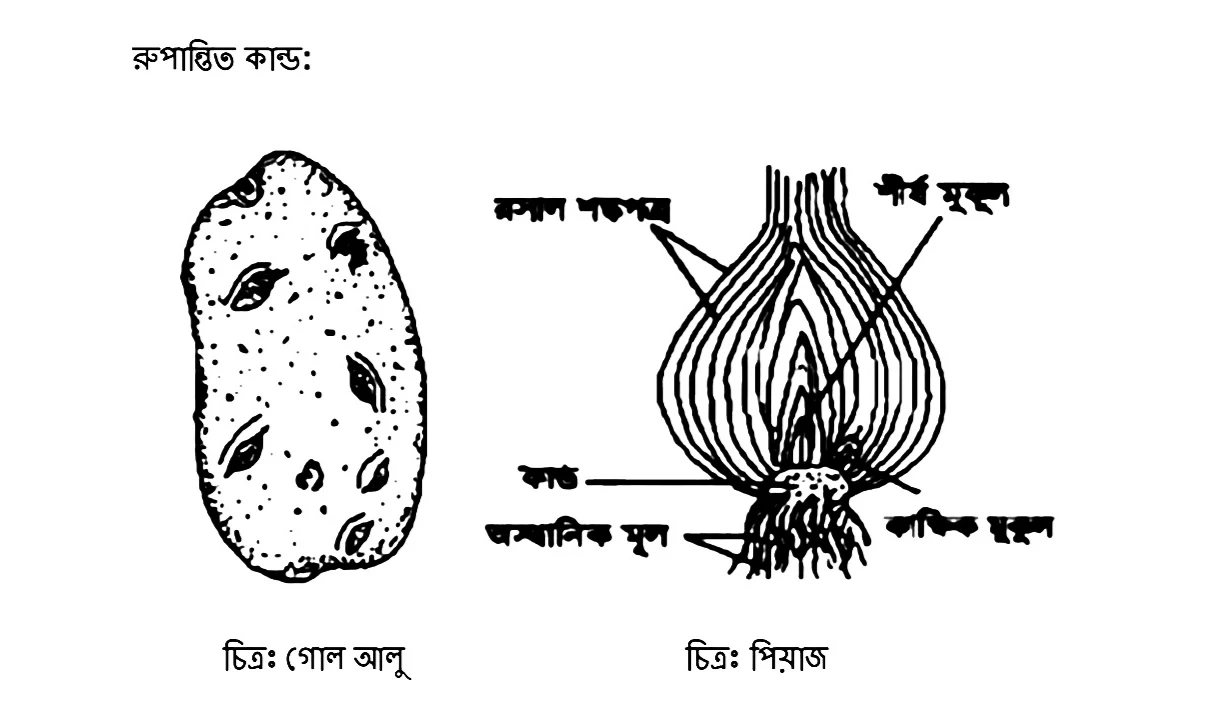 Class 7/Seven 5th Week Assignment Answer Science |৭ম/সপ্তম শ্রেণির এসাইনমেন্ট ২০২২ বিজ্ঞান ৫ম সপ্তাহ |৭ম শ্রেণীর ৫ম সপ্তাহের বিজ্ঞান এসাইনমেন্ট সমাধান /উত্তর ২০২২