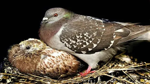 When do baby pigeons start to fly?