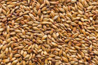Barley has been used for many purposes since ancient times.