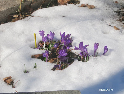 purple crocuses in the snow