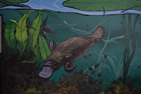 Platypus Mural at the Australian Reptile Park in Somersby, NSW