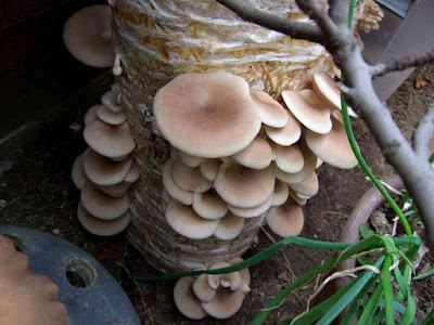 Why are mushrooms so expensive for a fungus that requires minimal investment to grow?