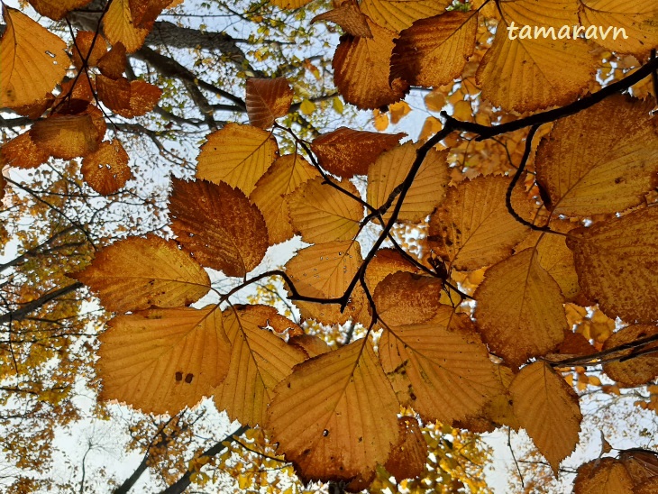 Мелкоплодник ольхолистный / Рябина ольхолистная (Micromeles alnifolia, =Sorbus alnifolia)