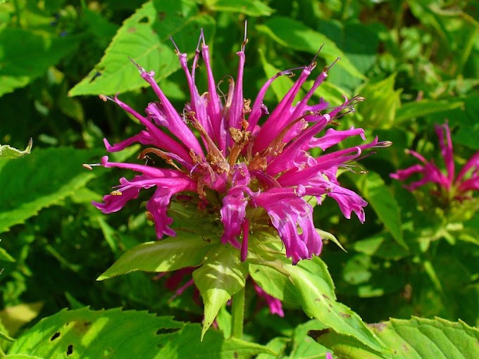 Monarda (Pčelinji balzam; bergamot) simbol bogatstva