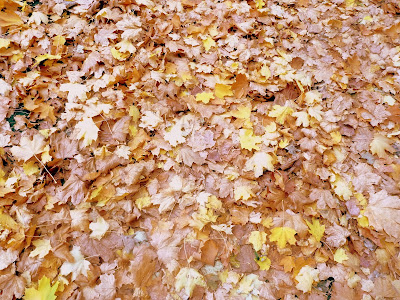 scattered leaves in a variety of fall colors