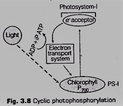 photosynthesis in higher plants notes
