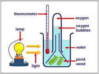 Oxygen Is Released During Photosynthesis