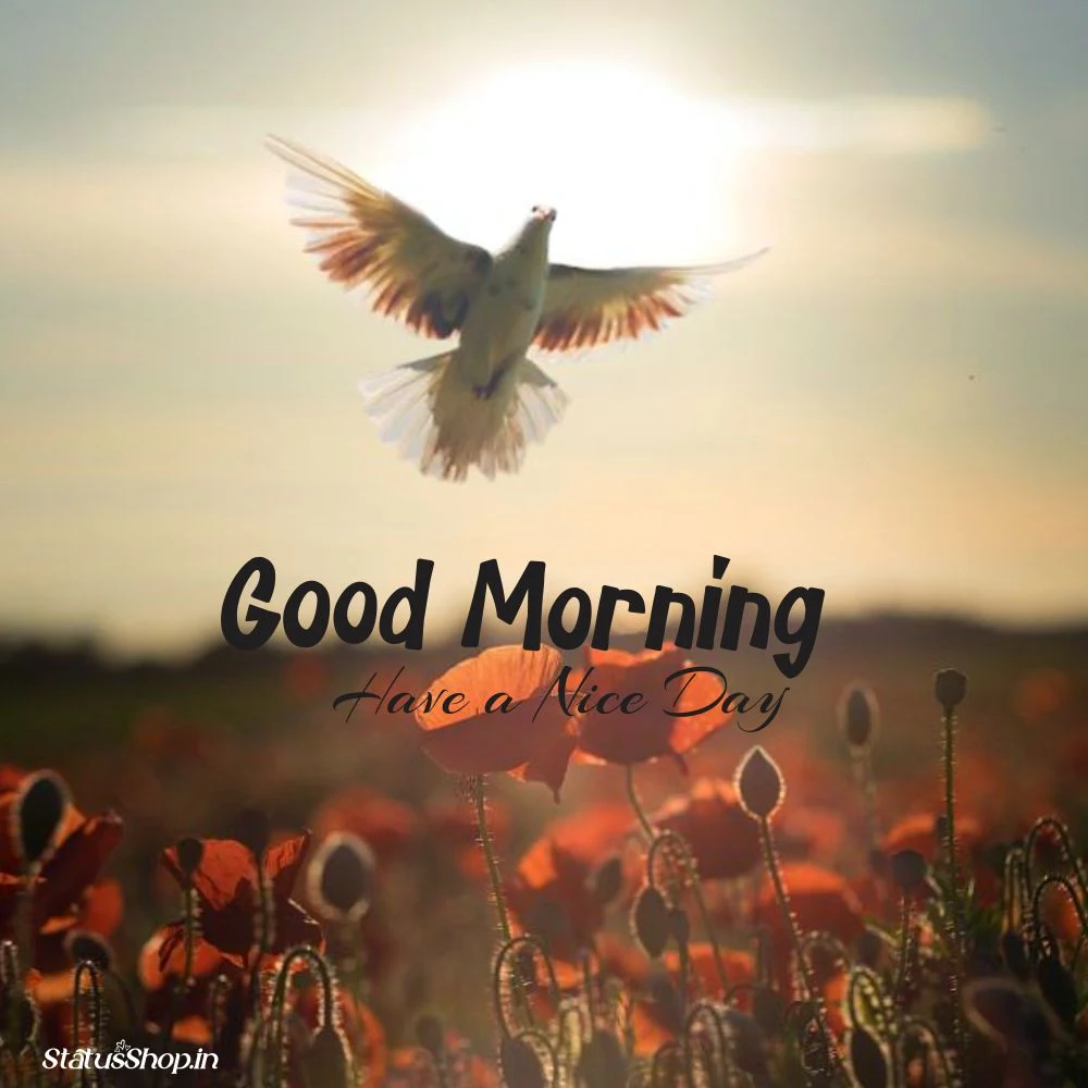 Good-Morning-Images-Birds