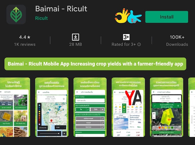 Baimai - Ricult Mobile App Increasing crop yields with a farmer-friendly app