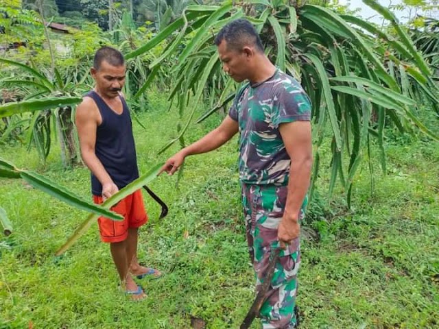 Tanaman Yang Berkualitas, Babinsa Bantu Perawatan Buah Naga