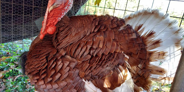 What are the dangers of keeping turkeys as pets?