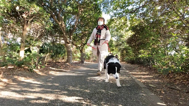 保護犬 ボーダーコリー トーマ