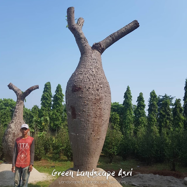 Jual Bottle Tree/Pohon Botol (Chorisia Speciosa) di Pacitan