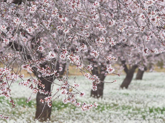 Almendros en flor