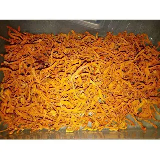 Cordyceps Mushroom Spawn Supplier in Karad.