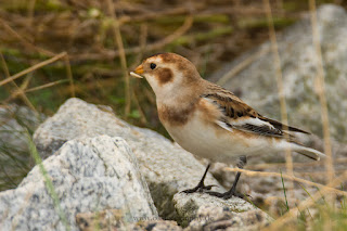 Wildlifefotografie Helgoland Schneeammer