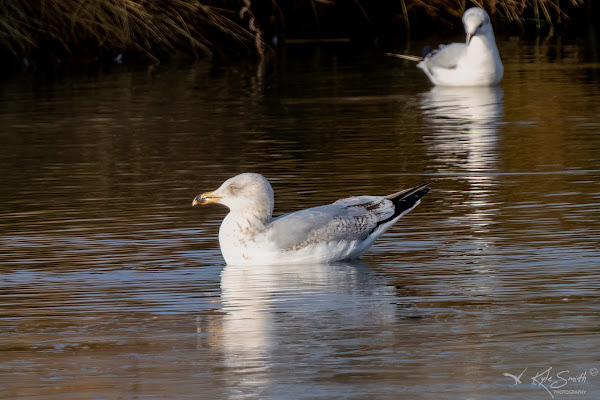 Herring gull