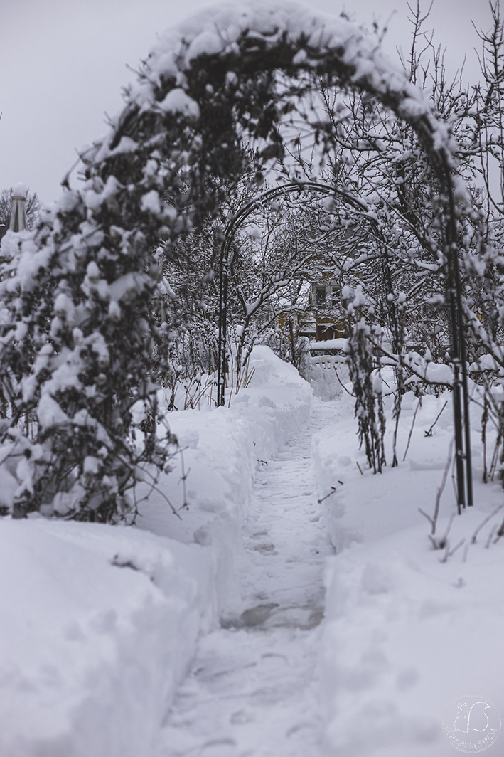 Oravankesäpesä siirtolapuutarha talvi lumi talventörröttäjä köynnöskaari köynnötuki portti
