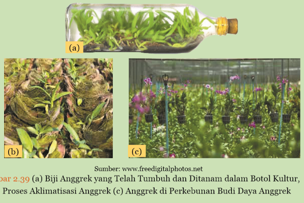 Gambar (a) Biji Anggrek yang Telah Tumbuh dan Ditanam dalam Botol Kultur, (b) Proses Aklimatisasi Anggrek (c) Anggrek di Perkebunan Budi Daya Anggrek