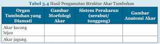 Tabel 3.4 Hasil Pengamatan Struktur Akar Tumbuhan Tabel 3.4 Hasil Pengamatan Struktur Akar Tumbuhan www.jawabanbukupaket.com