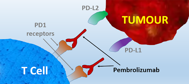 يمنع البيمبروليزوماب (كيترودا) بروتينات الترابط PD-L1 وPD-L2 الموجودة على الخلايا السرطانية من الارتباط بمستقبلات PD⁠-⁠1 الموجودة على الخلايا التائية لتعطيل الخلايا التائية. [الشكل للدكتور أ. ويلمان]