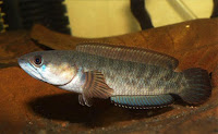 ikan channa gachua